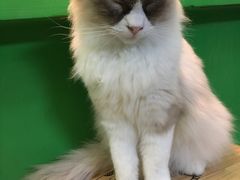 -李小姐の猫咖啡馆(五角场店)