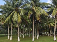 -万绿园