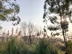 -白鹭湾湿地公园