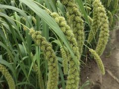 -蒲河岛湿地公园