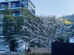 -原乡芦茨咖啡