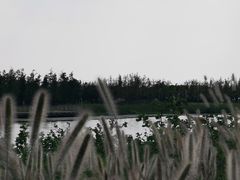 -春花秋色城市公园