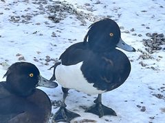 -青藏高原野生动物园
