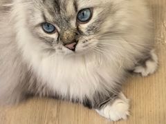 -有喵·猫咖·狗咖·40+猫狗有小奶狗(岗厦店)