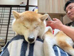 -逗柴咖啡屋·狗咖猫咖宠物桌游