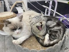 -极木²邸 人与宠物·互动社区