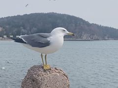 -烟墩角天鹅湖