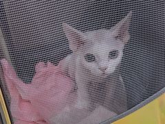 -宠爱国际动物医院· 猫科· 外科·中兽医(长白店)