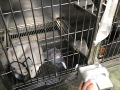 -伟伟宠物医院·CT影像中心·瑞派犬猫综合性门诊(汉口总院)