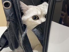 -瑞鹏宠物医院·超声·骨科·奇麟分院(蜀都万达店)