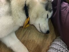 -Husky Go! 哈士奇体验馆·宠物咖啡厅狗咖