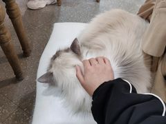 -共舞时光猫咖·狗咖(新街口店)