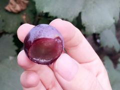 -马陆小张葡萄园农家乐