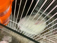 -曲阳花鸟市场(曲阳路店)