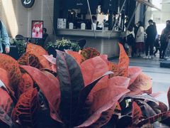 -BeauTea水仙(coco park店)