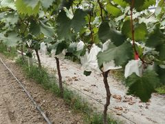 -马陆小张葡萄园农家乐