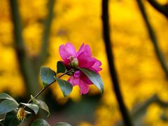 -新虹桥中心花园