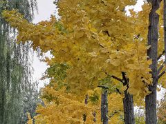 -大兴滨河森林公园