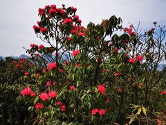 -贵州百里杜鹃风景名胜区