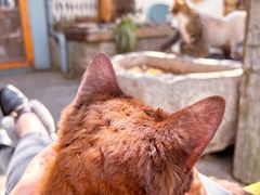 -喵屿·大理花园猫咖