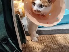 -伟伟宠物医院·CT影像中心·瑞派犬猫综合性门诊(汉口总院)