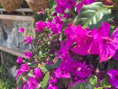 -海韵人家.海景花园经典云南菜(双廊店)