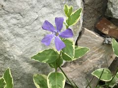-石塘人家