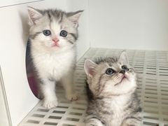 -lincat·猫舍(广州店)