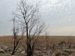 -上海吴淞炮台湾国家湿地公园