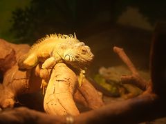 -上海野生动物园