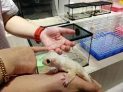 -Moni星球萌宠·小马宝莉·灵蛇·高端高阶全萌宠互动体验俱乐部(红豆国际广场店)