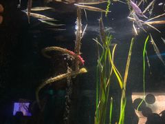 -悉尼海洋生物水族馆
