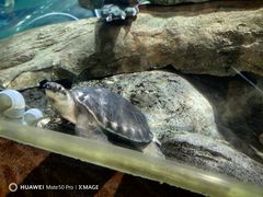 -上海海洋水族馆
