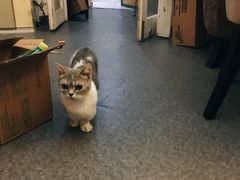 -猫色咖啡·猫咖