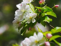 -海棠花溪(元大都城垣遗址公园)