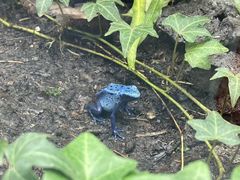 -上海大自然野生昆虫馆(东方明珠·爬宠昆虫探索中心)