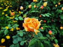 -紫颐香薰山谷景区