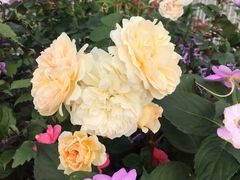 -深圳国际园林花卉博览园