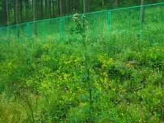 -塞罕坝国家级自然保护区