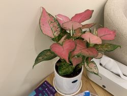 -小珂丽格医疗美容