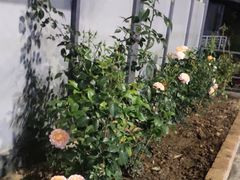 -许鲜生健康生活馆·精细潮菜(奥绅体育公园店)
