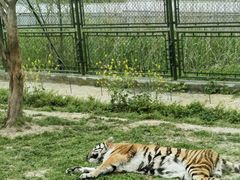 -上海野生动物园
