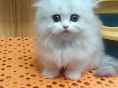 -欣宠猫屋·矮脚拿破仑·蓝金金渐层