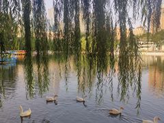 -团结湖公园