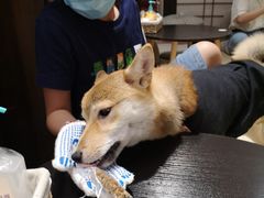 -逗柴咖啡屋·狗咖猫咖宠物桌游