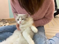 -酷豆宠物咖啡·宠物美食·撸猫馆