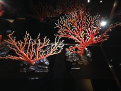 -绮丽珊瑚(台北101旗舰门市店)