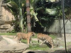 -深圳野生动物园