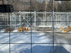 -横道河子东北虎林园