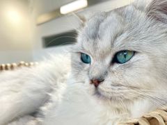 -怪兽屋·羊驼·猫咖·狗咖(俊华广场店)